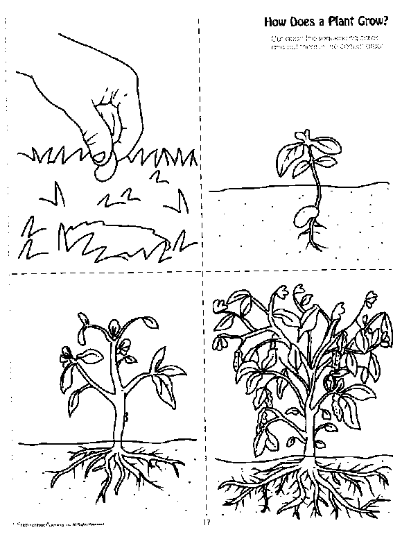 coloring pages seeds and plants - photo #7